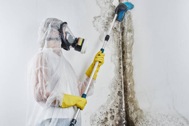 Best Bathroom Mold Remediation in Galena, OH