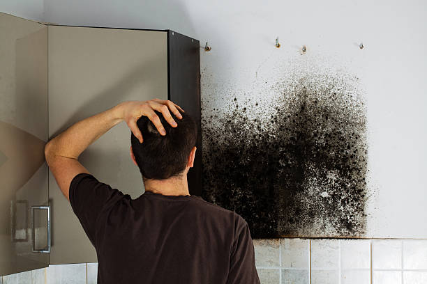 Best Black Mold Remediation in Galena, OH